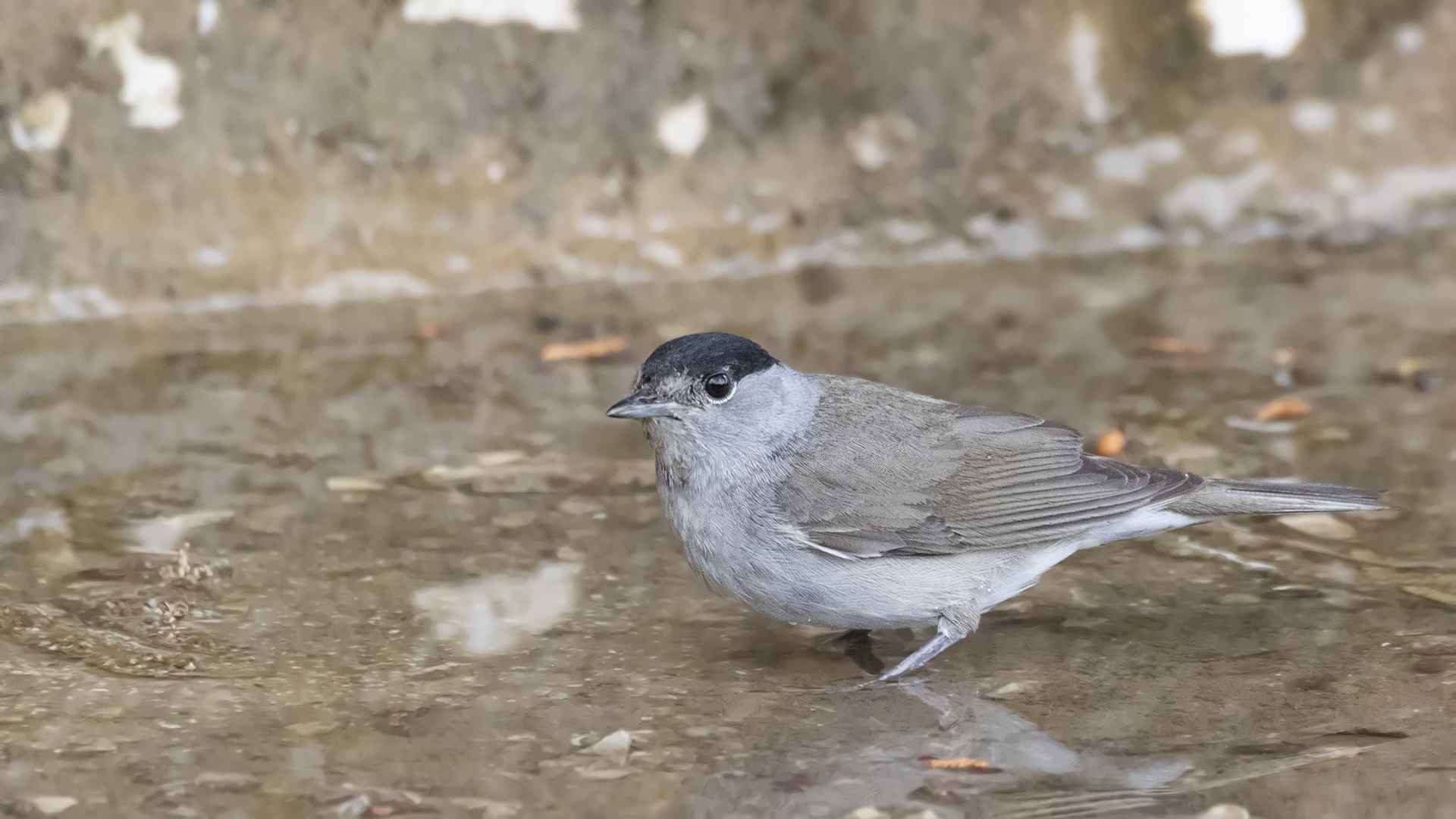Eurasian Blackcap